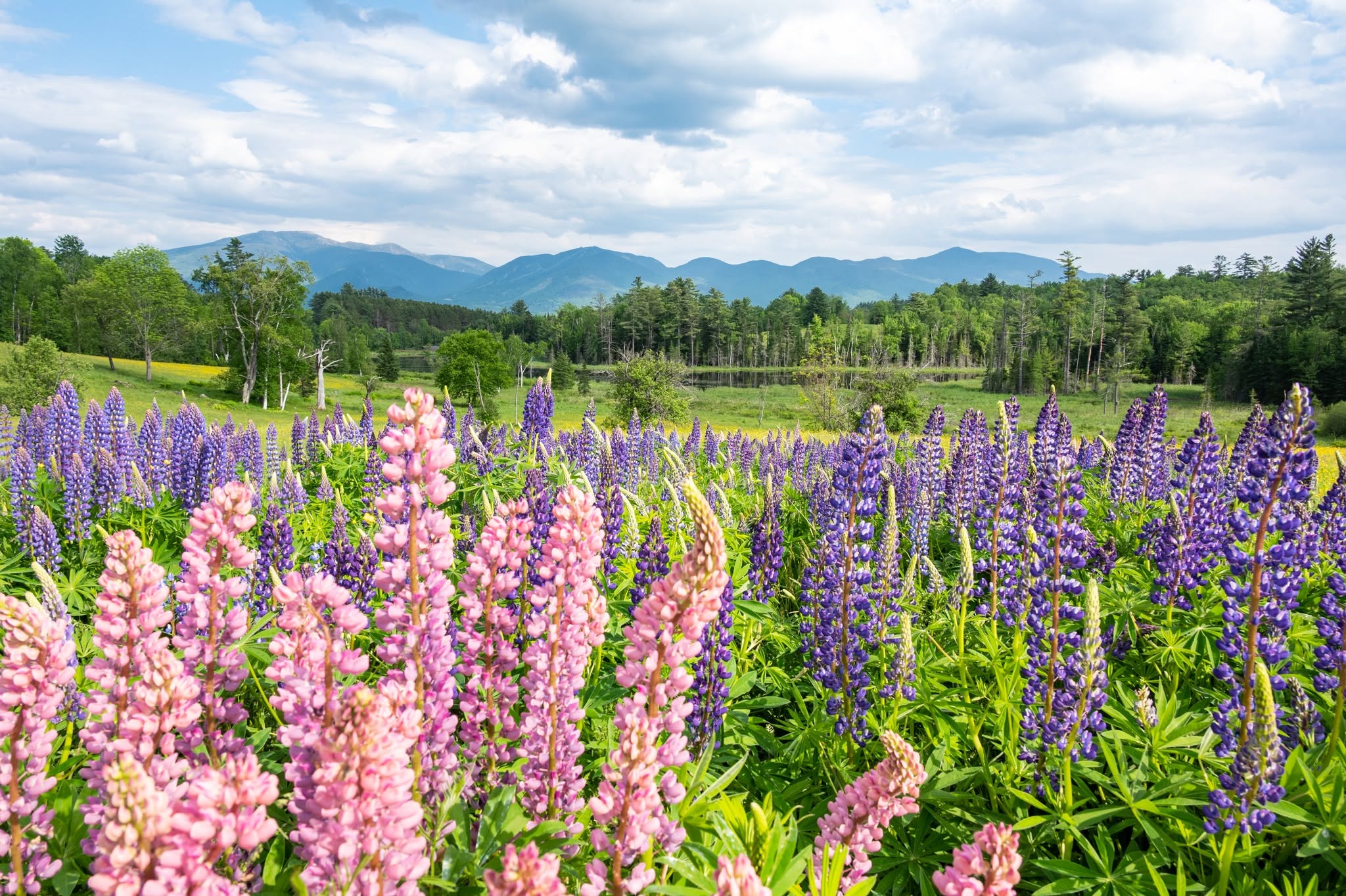A field of pink and purple lupines with the White Mountains of New Hampshire in the distance