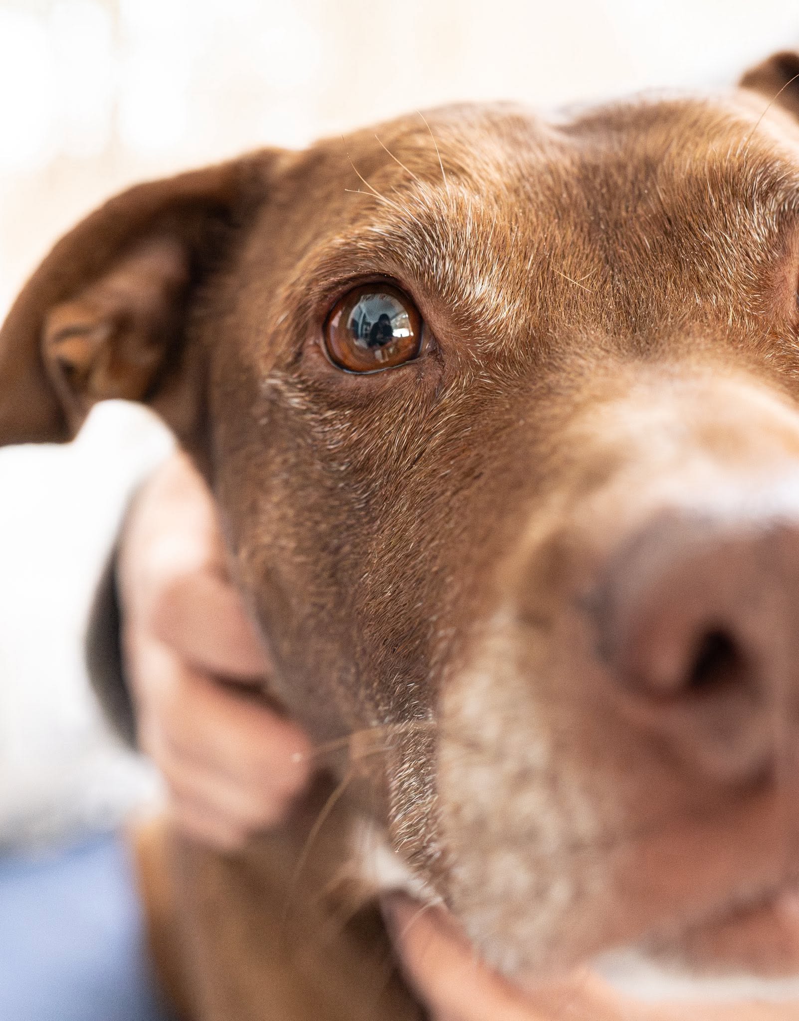 Pet Photography photography by Meredith Lewis
